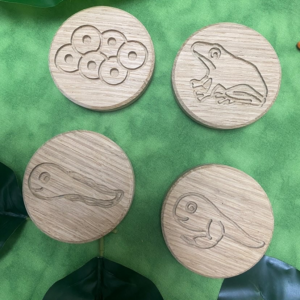 Circular Life Cycle Sensory Board Set Frog -  Oak