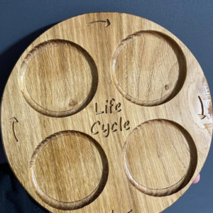 Oak Lifecycle Circle