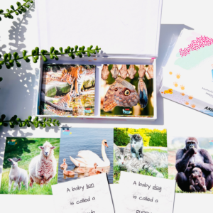 TEDDO PLAY 20 LEARNING CARDS MINI SET - Animals and their Young