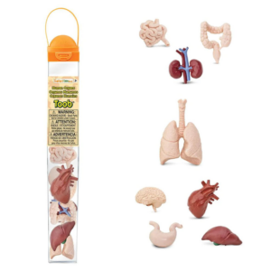 Safari Ltd Human Organs TOOB®