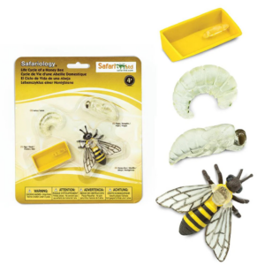 Safari Ltd Life Cycle of a Honey Bee