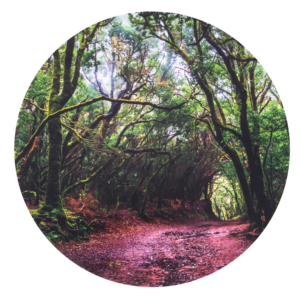 Tickit Forest Discovery Play Mat