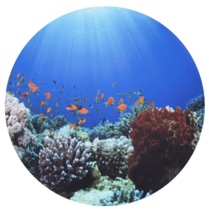 Tickit Under The Sea Discovery Play Mat